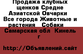 Продажа клубных щенков Средне Азиатской Овчарки - Все города Животные и растения » Собаки   . Самарская обл.,Кинель г.